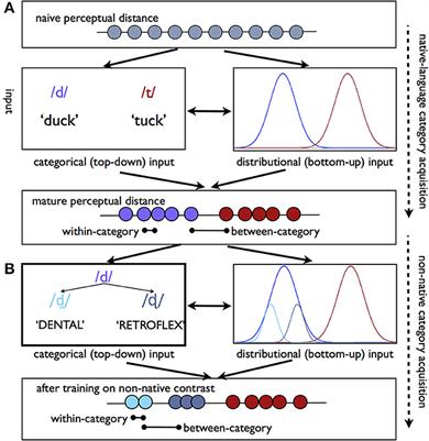 Emergence of category-level sensitivities in non-native speech sound learning